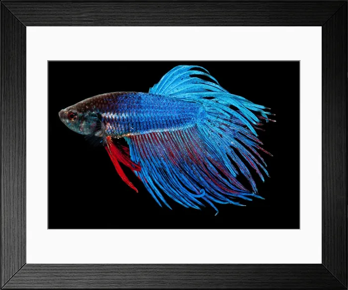 Framed Print : Siamese Fighting Fish Framed Print : Siamese Fighting Fish