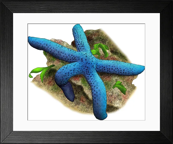 Framed Print : Blue Sea Star Framed Print : Blue Sea Star