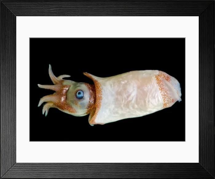 Framed Print : Ram's Horn squid (Spirula spirula) Framed Print : Ram's Horn squid (Spirula spirula)