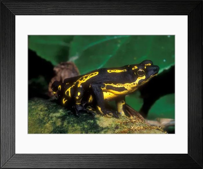 Framed Print : Lowland Harlequin Frog Framed Print : Lowland Harlequin Frog