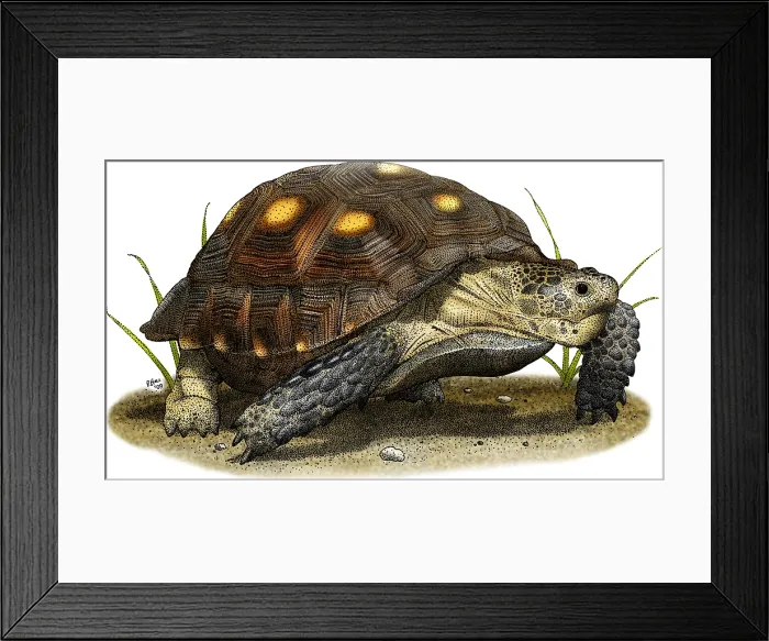 Framed Print : Texas Tortoise Framed Print : Texas Tortoise