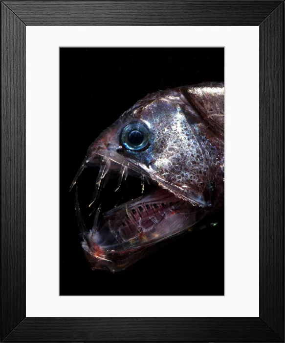 Framed Print : Pacific Viperfish Framed Print : Pacific Viperfish