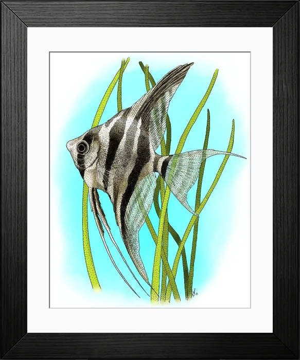 Framed Print : Altum Angelfish Framed Print : Altum Angelfish