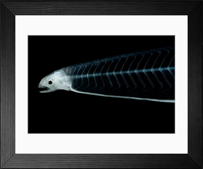 Framed Print : Leptocephalus Larva Framed Print : Leptocephalus Larva
