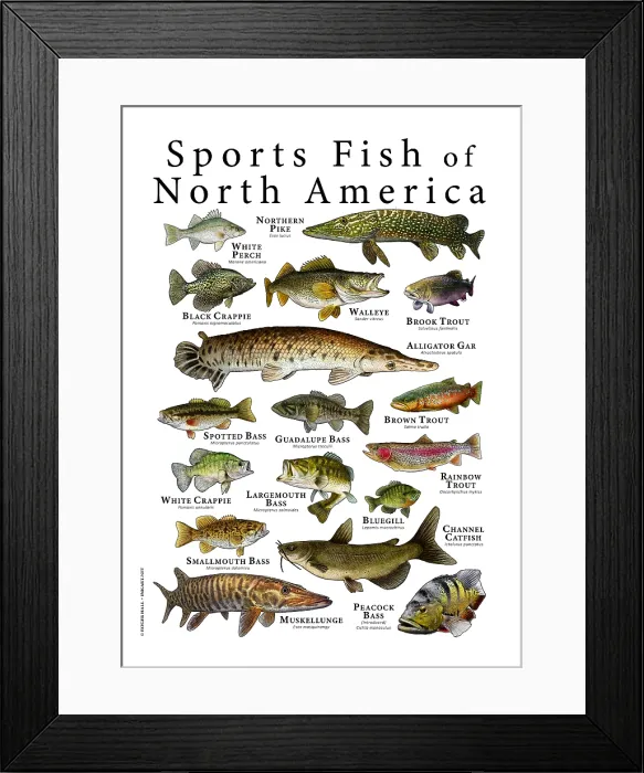 Framed Print : Sports Fish of North America Framed Print : Sports Fish of North America