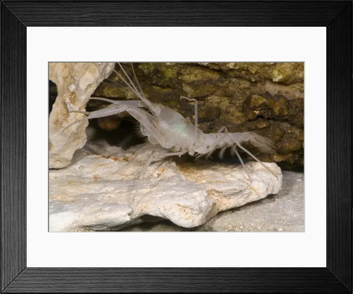 Framed Print : McLane's Cave Crayfish Framed Print : McLane's Cave Crayfish