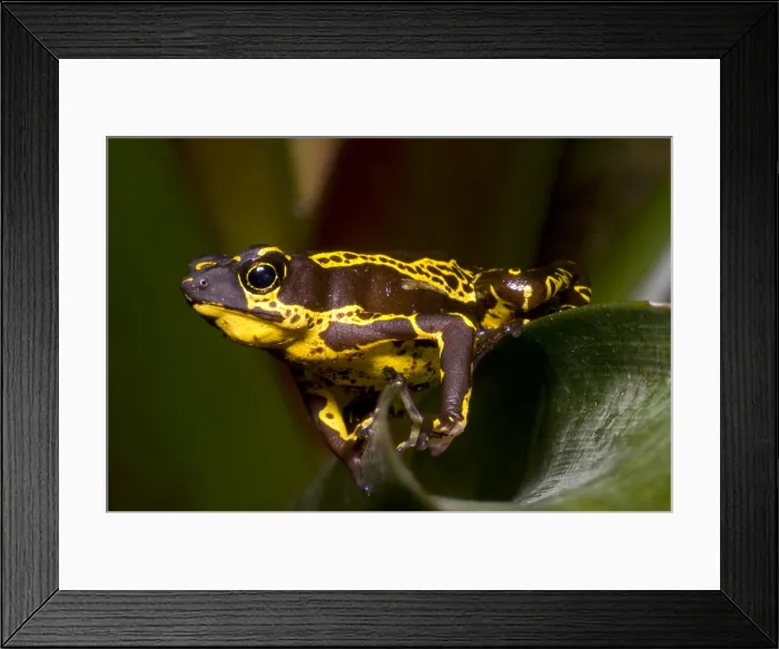 Framed Print : Harlequin Frog