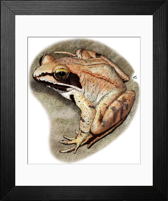 Framed Print : Wood Frog. Illustration of a Wood Frog (Rana sylvatica) Framed Print : Wood Frog. Illustration of a Wood Frog (Rana sylvatica)