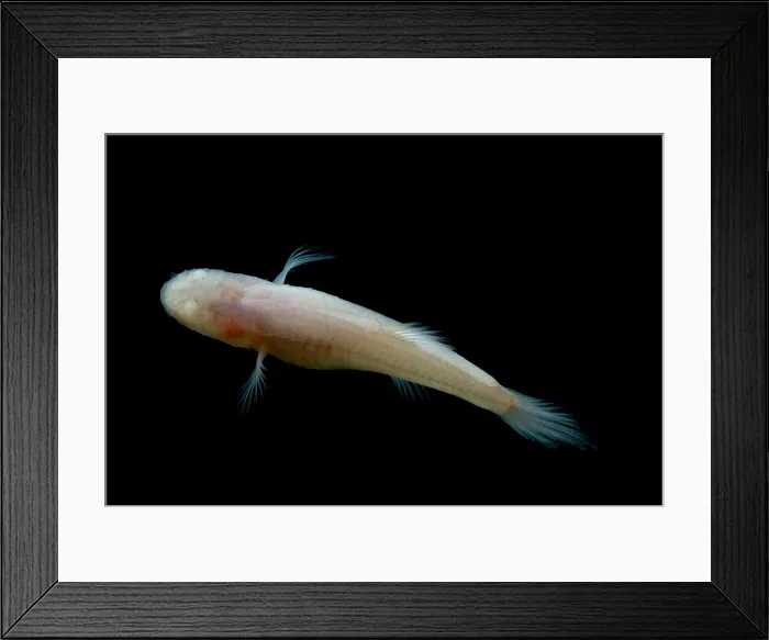 Framed Print : Southern Cave Fish Framed Print : Southern Cave Fish