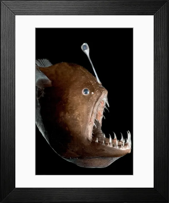 Framed Print : Johnson's Abyssal Seadevil Framed Print : Johnson's Abyssal Seadevil