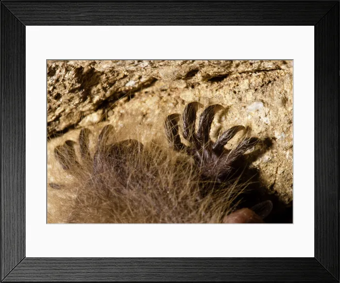 Framed Print : Tricolor Bat (Perimyotis subflavus)