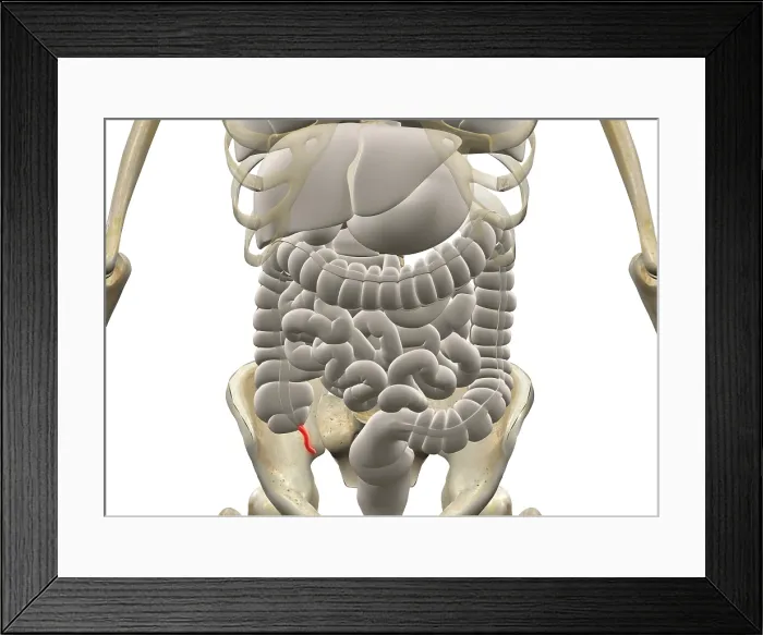 Framed Print : Gastrointestinal system with Appendix Framed Print : Gastrointestinal system with Appendix