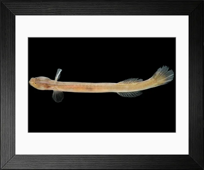 Framed Print : Japanese Groundwater Goby (Luciogobius pallidus) Framed Print : Japanese Groundwater Goby (Luciogobius pallidus)