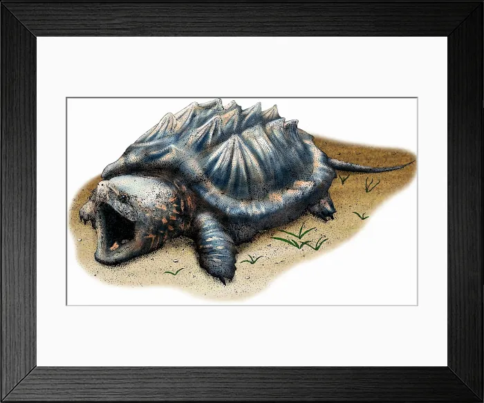 Framed Print : Alligator Snapping Turtle Framed Print : Alligator Snapping Turtle