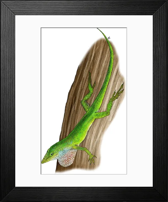 Framed Print : Carolina Anole Framed Print : Carolina Anole