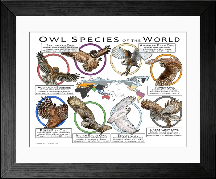 Framed Print : Owl Species of the World