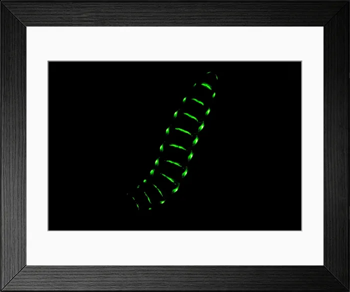 Framed Print : Bioluminescent Railroad Worm Framed Print : Bioluminescent Railroad Worm