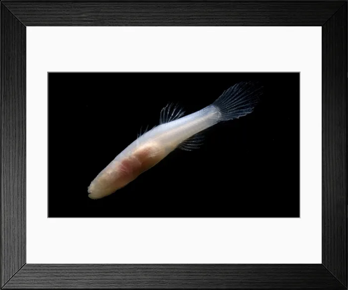 Framed Print : Ozark Cave Fish
