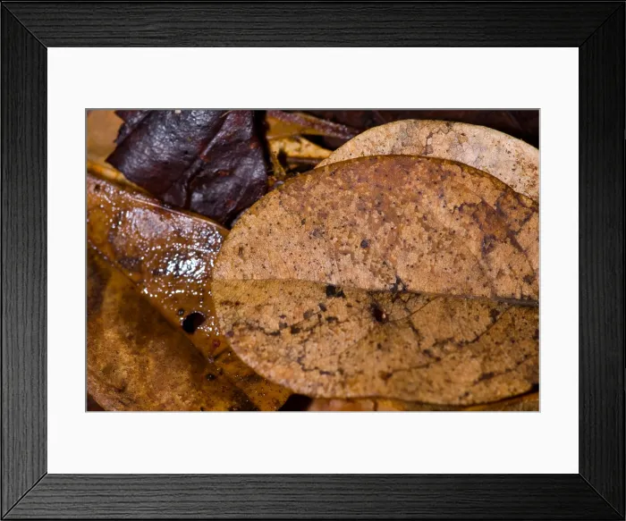 Framed Print : Bioluminescence Framed Print : Bioluminescence