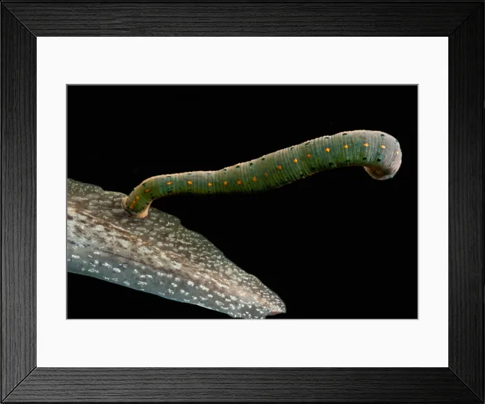 Framed Print : Leech feeding on Tadpole Framed Print : Leech feeding on Tadpole