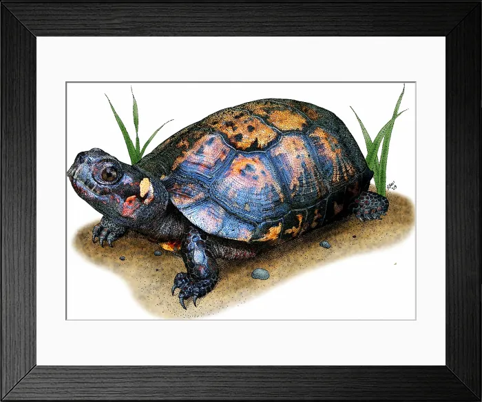 Framed Print : Bog Turtle Framed Print : Bog Turtle
