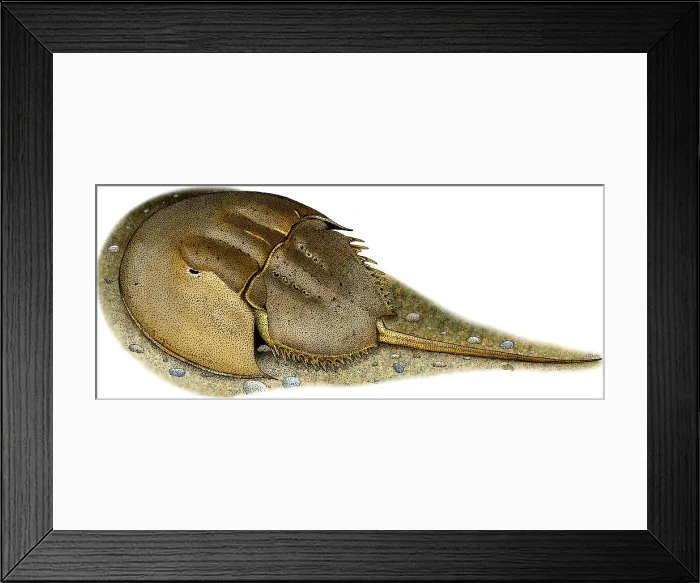 Framed Print : Atlantic Horseshoe Crab Framed Print : Atlantic Horseshoe Crab