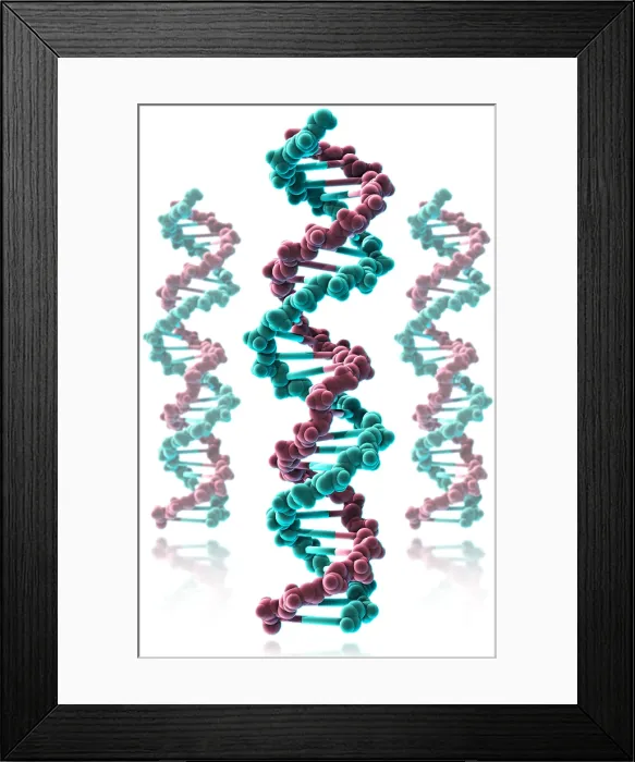 Framed Print : DNA, Molecular Model
