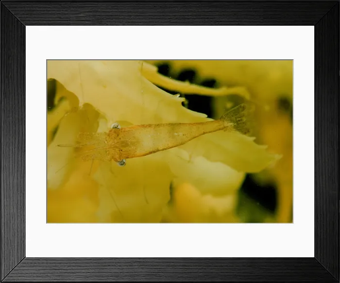Framed Print : Sargassum Shrimp Framed Print : Sargassum Shrimp