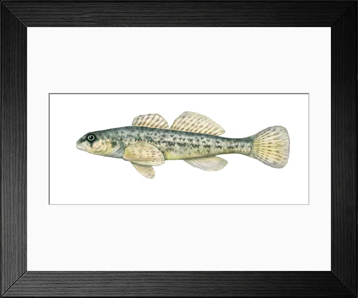 Framed Print : Johnny Darter Framed Print : Johnny Darter