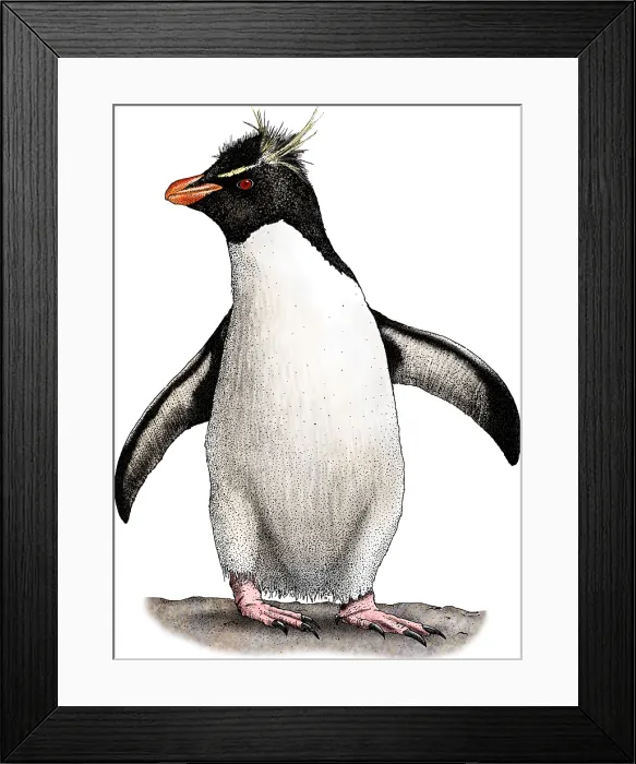 Framed Print : Southern Rockhopper Penguin Framed Print : Southern Rockhopper Penguin