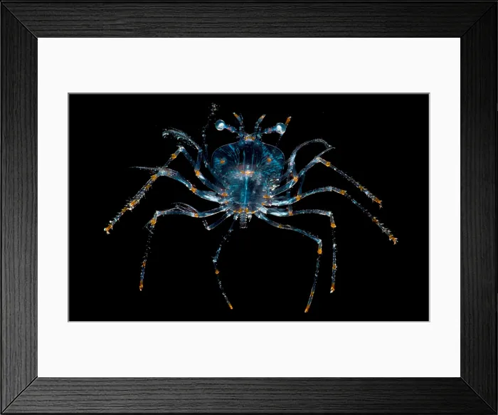 Framed Print : Larval stage of Lobster