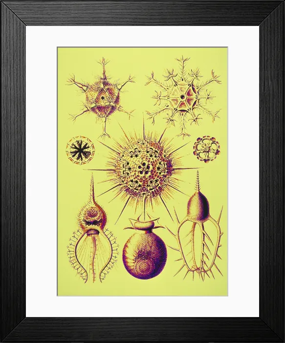 Framed Print : Radiolarians (after Ernst Haeckel) Framed Print : Radiolarians (after Ernst Haeckel)