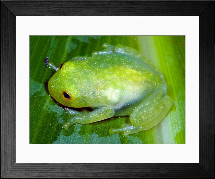 Framed Print : Glass Frog Framed Print : Glass Frog