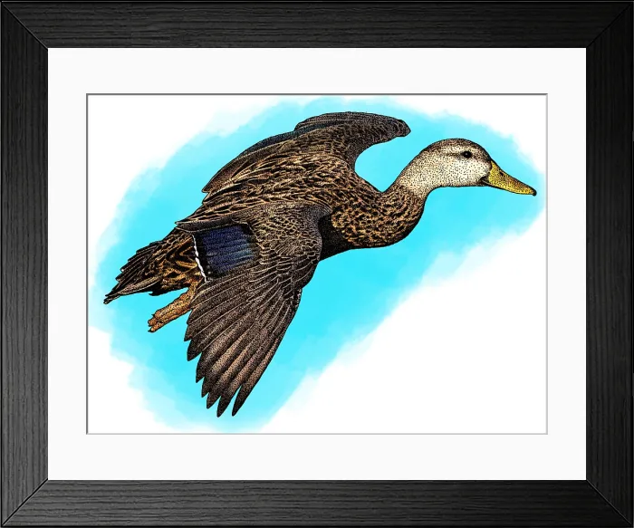 Framed Print : Mottled Duck Framed Print : Mottled Duck