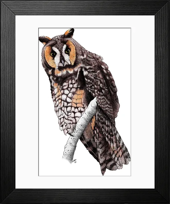 Framed Print : Long-Eared Owl