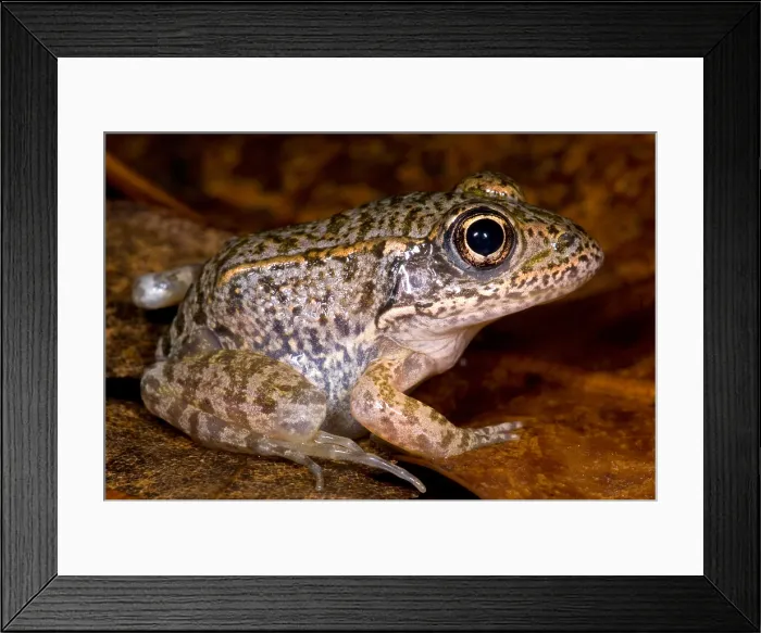 Framed Print : Gopher Frog Framed Print : Gopher Frog