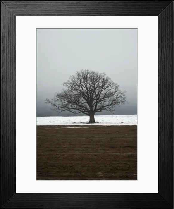 Framed Print : Oak tree in a field in winter