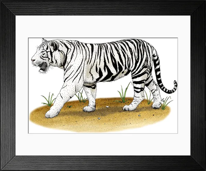 Framed Print : White Tiger