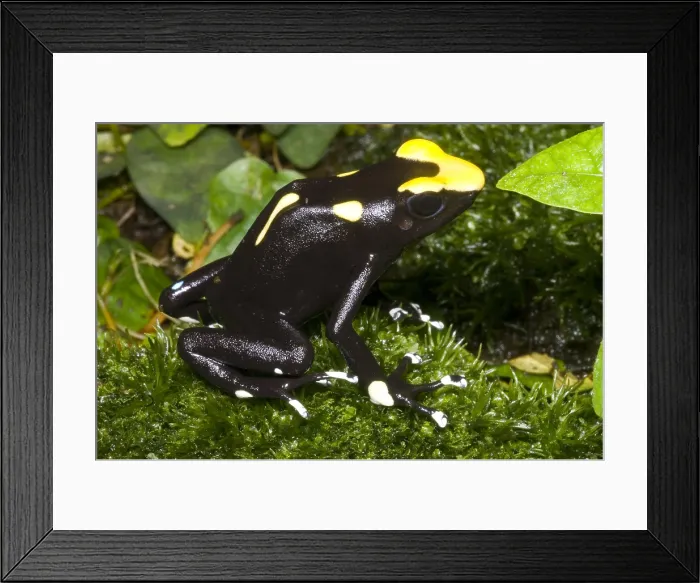 Framed Print : Dyeing Poison Frog