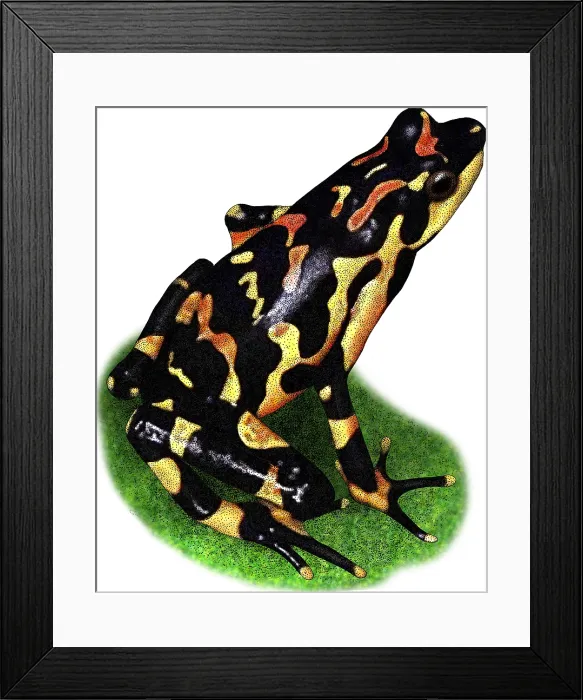 Framed Print : Costa Rican Variable Harlequin Toad, Illustration Framed Print : Costa Rican Variable Harlequin Toad, Illustration