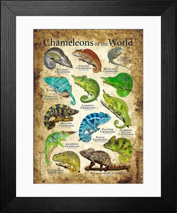 Framed Print : Chameleons of the World Framed Print : Chameleons of the World