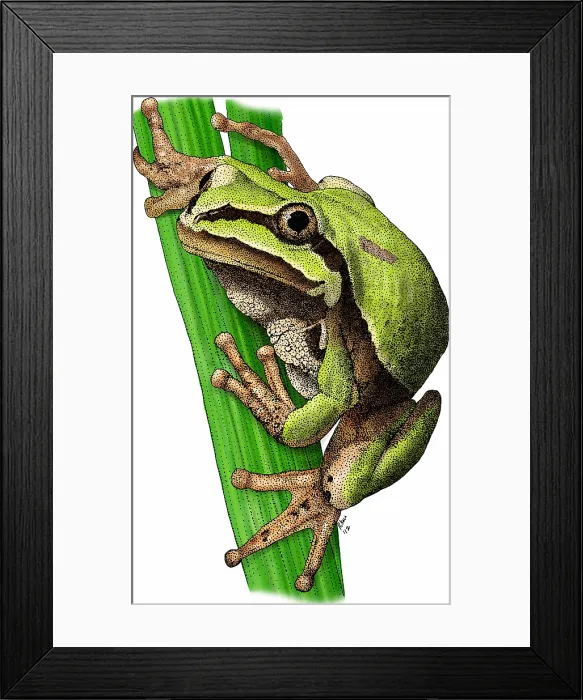 Framed Print : Arizona tree frog Framed Print : Arizona tree frog