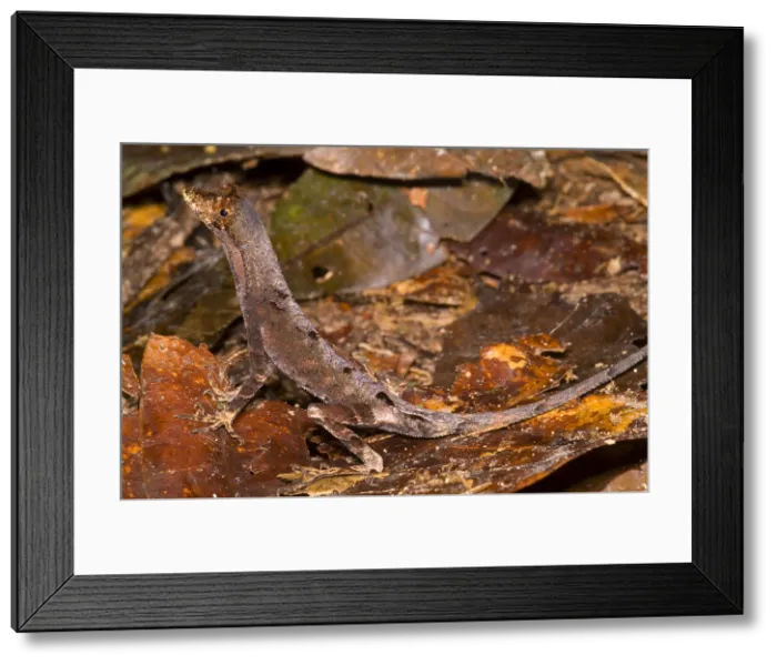 Framed Print : Blue Lipped Anole Framed Print : Blue Lipped Anole
