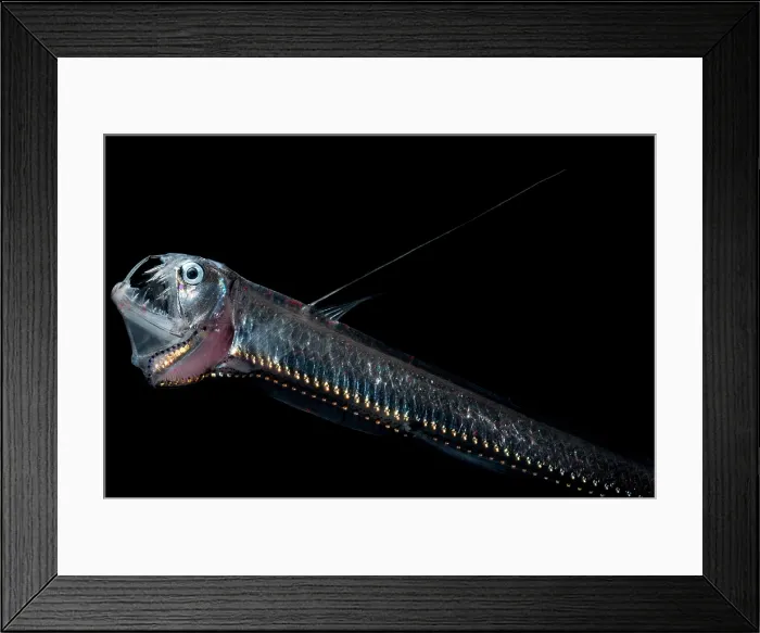 Framed Print : Sloane's Viperfish Framed Print : Sloane's Viperfish