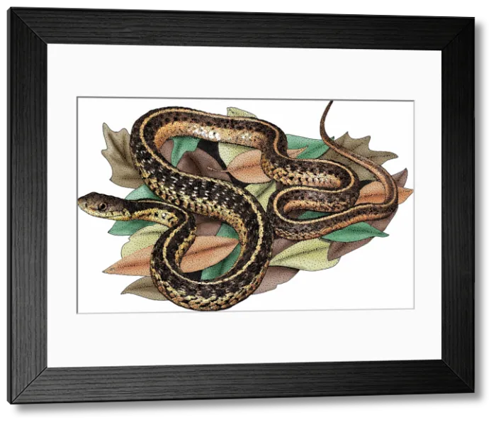 Framed Print : Eastern Garter Snake Framed Print : Eastern Garter Snake