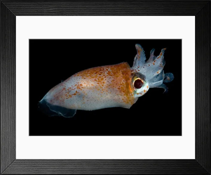 Framed Print : Deep Sea Squid Framed Print : Deep Sea Squid