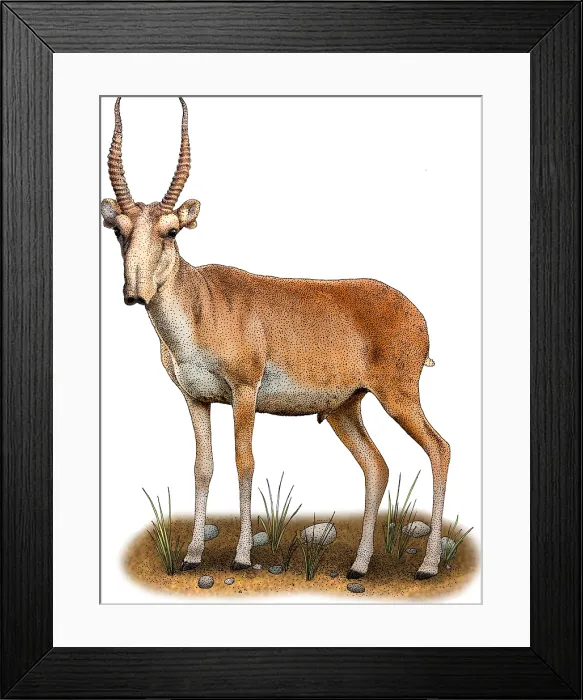 Framed Print : Saiga antelope