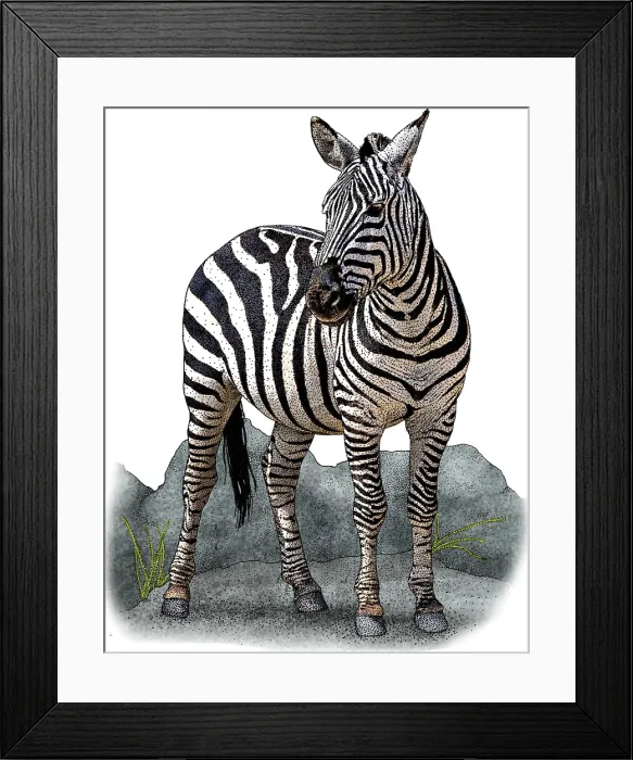 Framed Print : Plains Zebra Framed Print : Plains Zebra