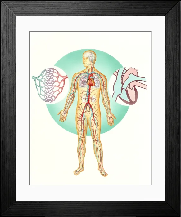 Framed Print : Circulatory system Framed Print : Circulatory system