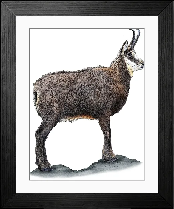 Framed Print : Alpine Chamois, R. rupicapra, Illustration Framed Print : Alpine Chamois, R. rupicapra, Illustration